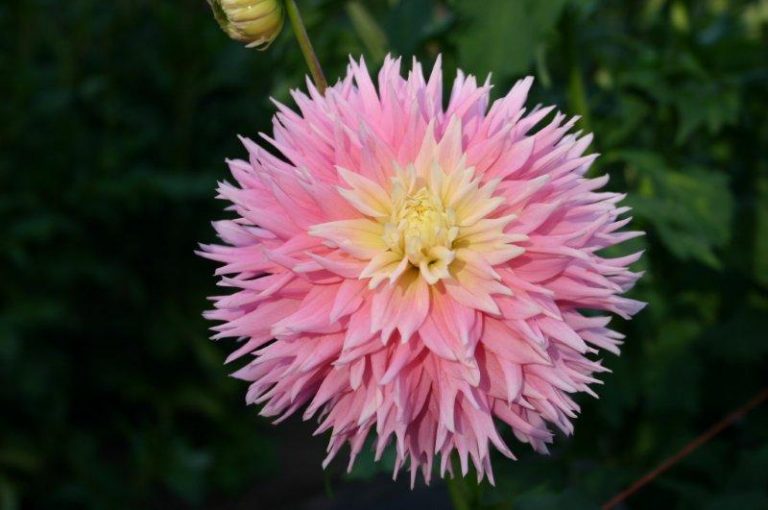 Just Married Lobaugh's Dahlias