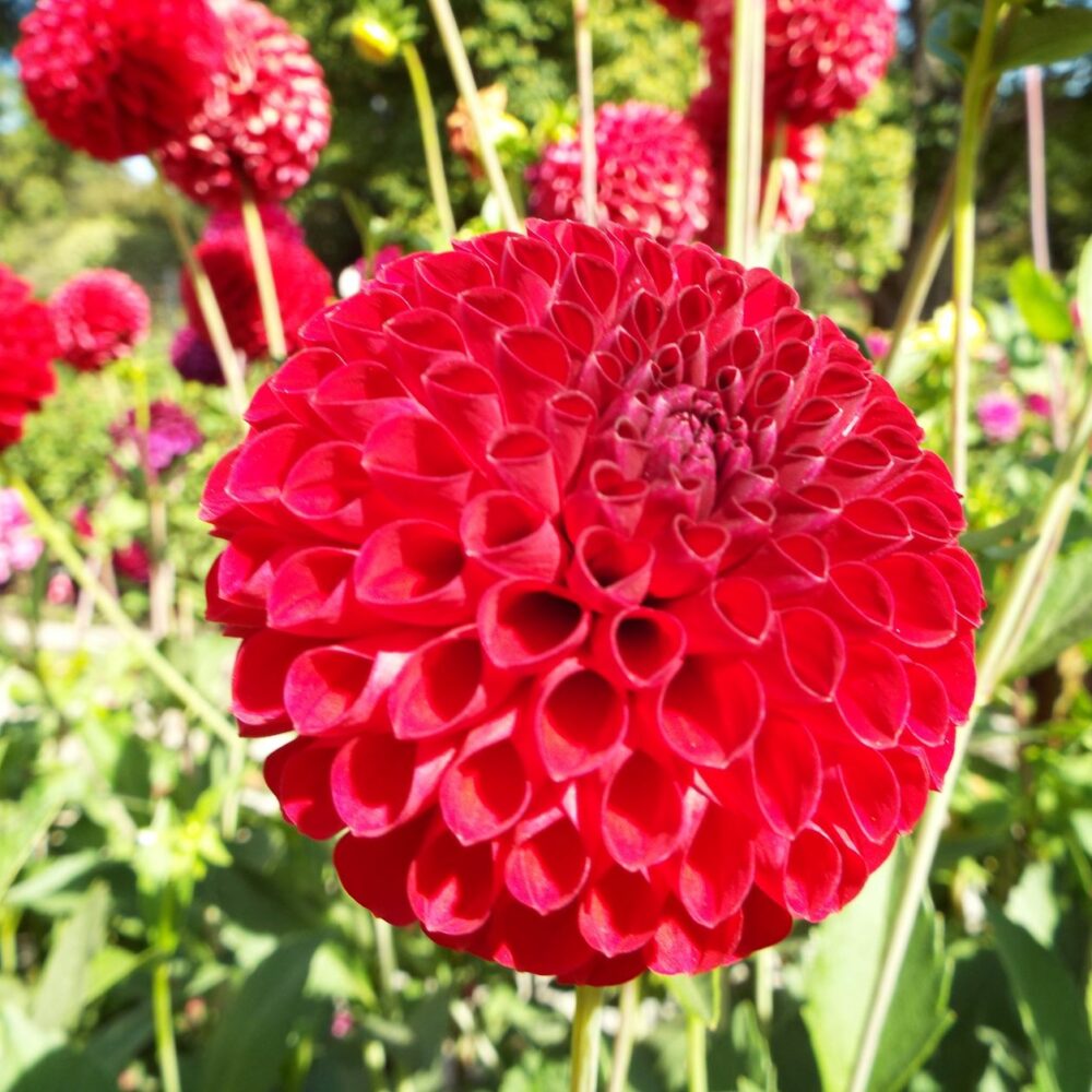 Dahlia Lobaughs Dahlias